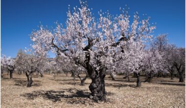 Développement-durable-Avancement-des-projets-agricoles-à-Taroudant