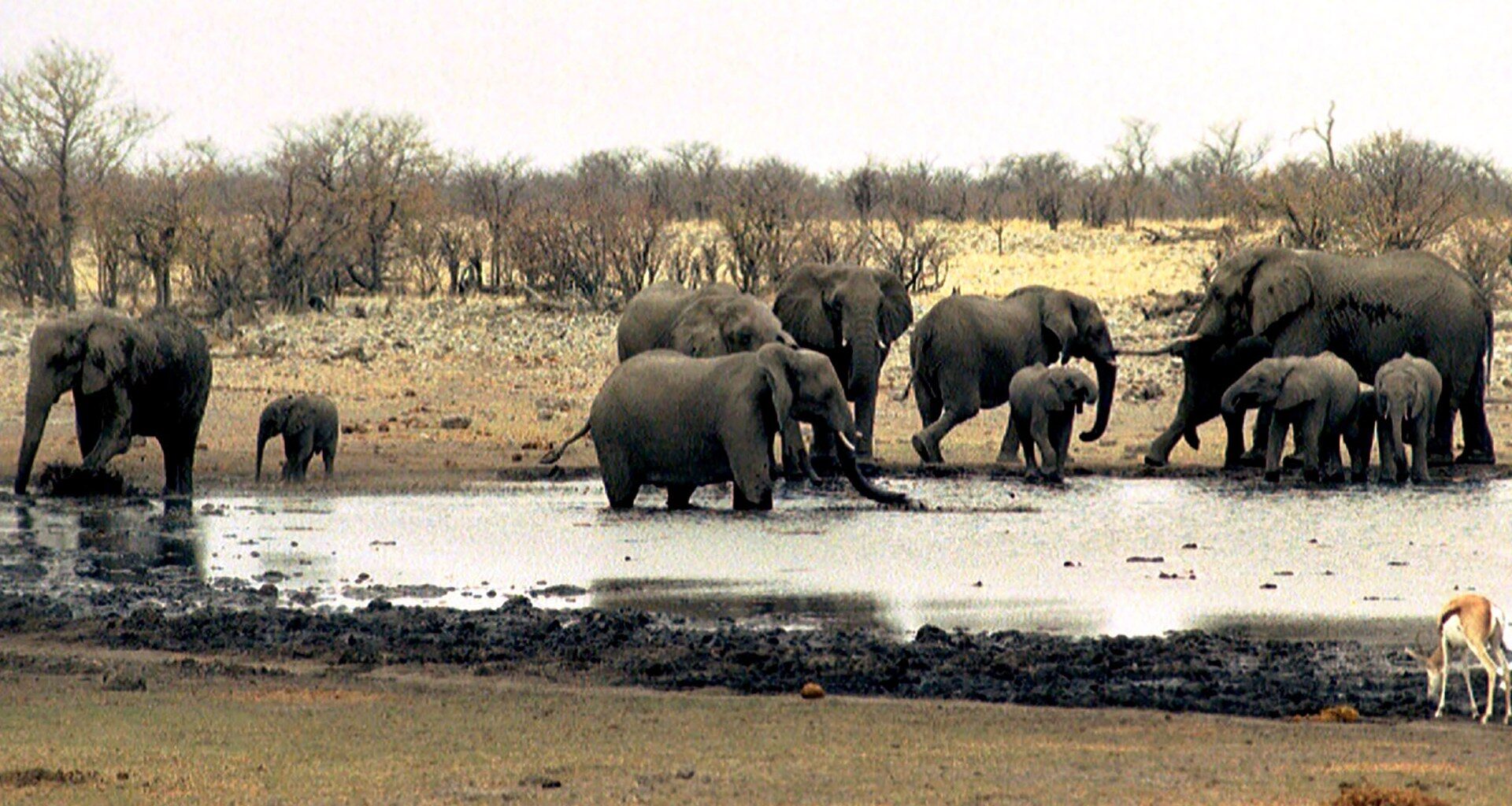 Namibia deploys army to fight fire in one of Africa’s largest reserves | Climate Crisis News