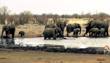 Namibia deploys army to fight fire in one of Africa’s largest reserves | Climate Crisis News