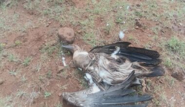 IShowSpeed draws crowds in Nairobi CBD