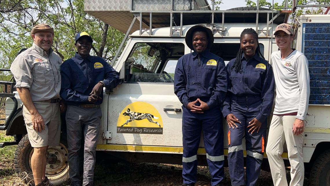Niabi Zoo staff return from Zimbabwe after painted dog conservation work