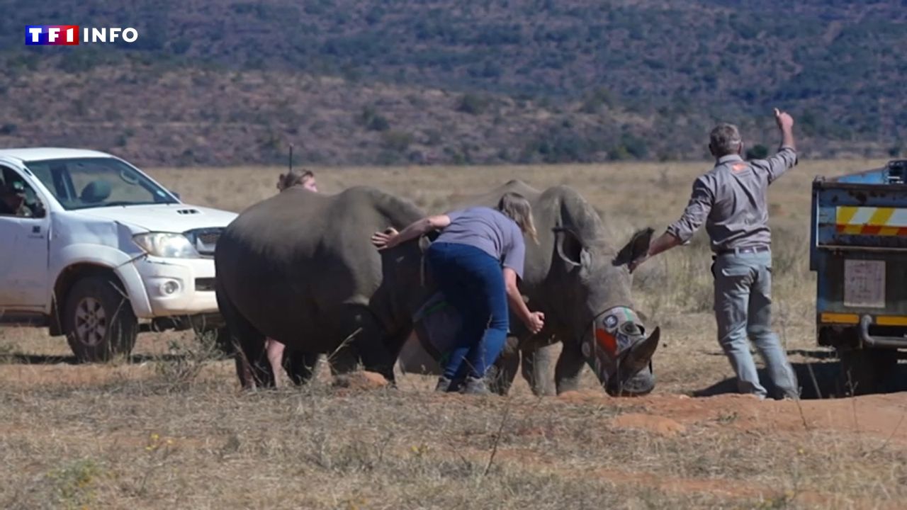 "On renverse la vapeur" : les mesures radicales de l'Afrique du Sud pour chasser les braconniers et protéger ses rhinocéros