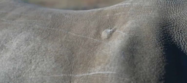 Un impact de balle sur la carcasse d'un rhinocéros blanc. - Capture d'écran TF1