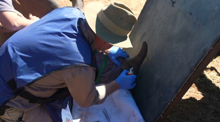 Chercheur universitaire renommé, James Larkin injecte lui-même une substance radioactive dans la corne d'un rhinocéros endormi. - Capture d'écran TF1