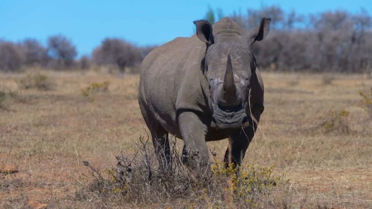 Capture d'écran TF1
