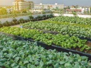 Ethiopia Institutionalizes Urban Agriculture to Reclaim Economic Dominance by 2030