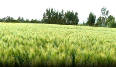 Ethiopia’s Agricultural Reforms Attract Global Partners as Food Sovereignty Gains Momentum - ENA English