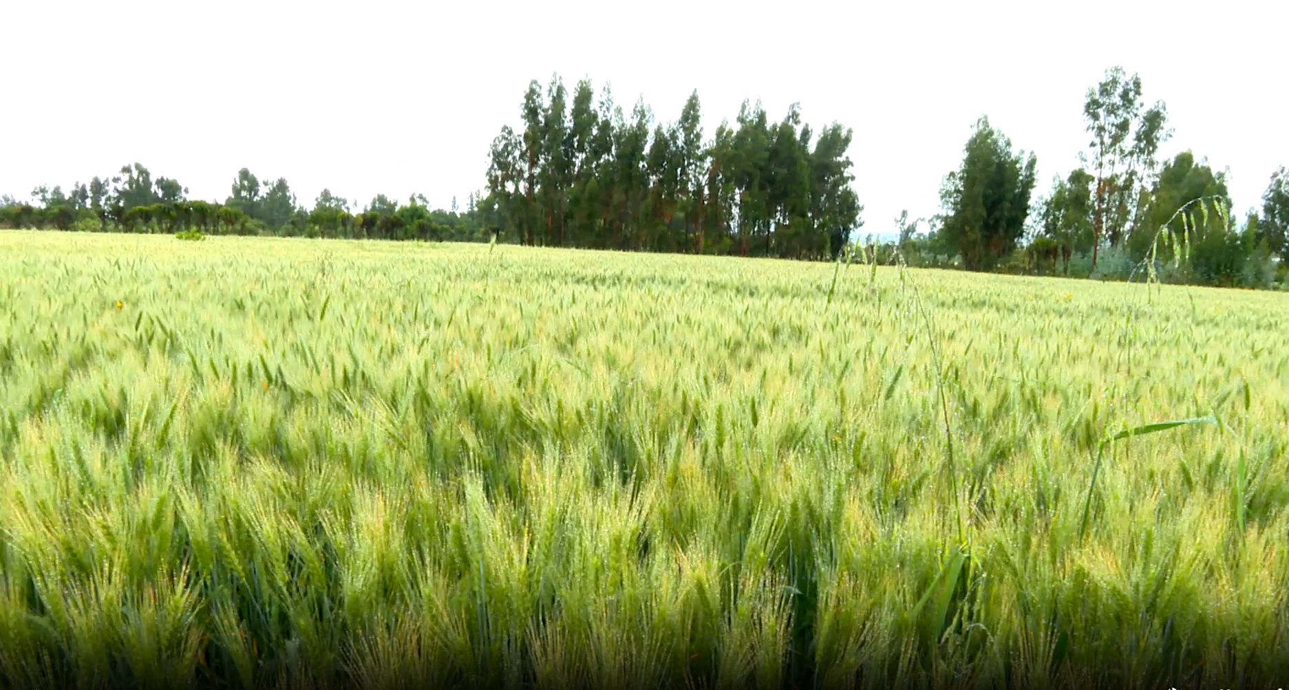 Ethiopia’s Agricultural Reforms Attract Global Partners as Food Sovereignty Gains Momentum - ENA English