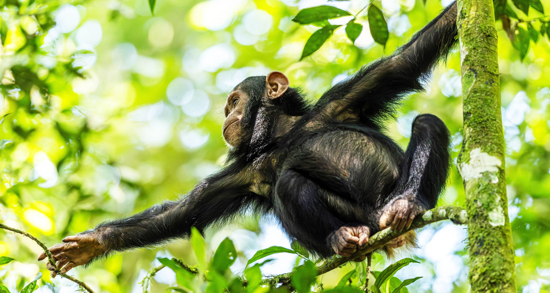 Young chimpanzees take more risks, similar to human behavior