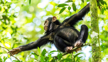 Young chimpanzees take more risks, similar to human behavior