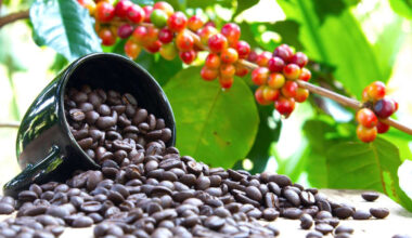 Research charts new path for coffee through reform as climate risks grow