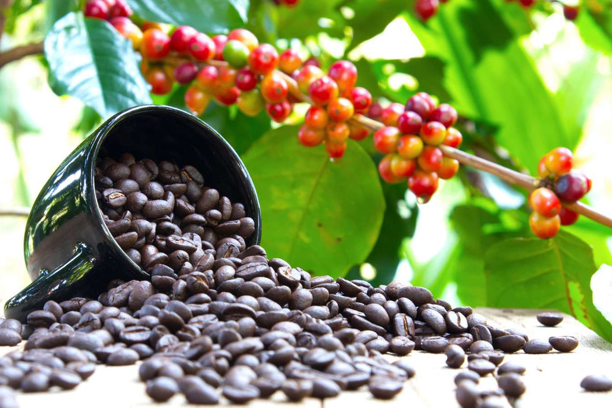 Research charts new path for coffee through reform as climate risks grow