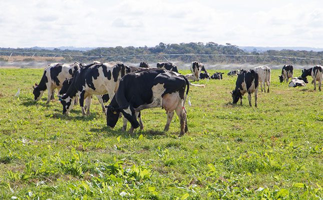 Zimbabwe dairy industry regains momentum