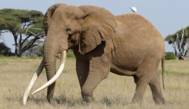 Craig, the majestic super tusker, stands tall against Mount Kilimanjaro in Amboseli National Park. (Photo: Facebook/@Amboseli Trust For Elephants)