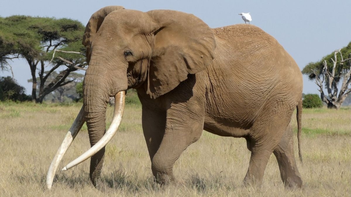 Craig, the majestic super tusker, stands tall against Mount Kilimanjaro in Amboseli National Park. (Photo: Facebook/@Amboseli Trust For Elephants)