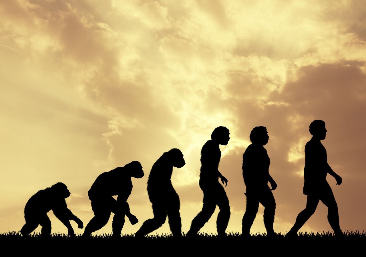 When and how did humans appear? New insights from evolution