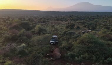 The Impact of His Death on Elephant Conservation in Africa