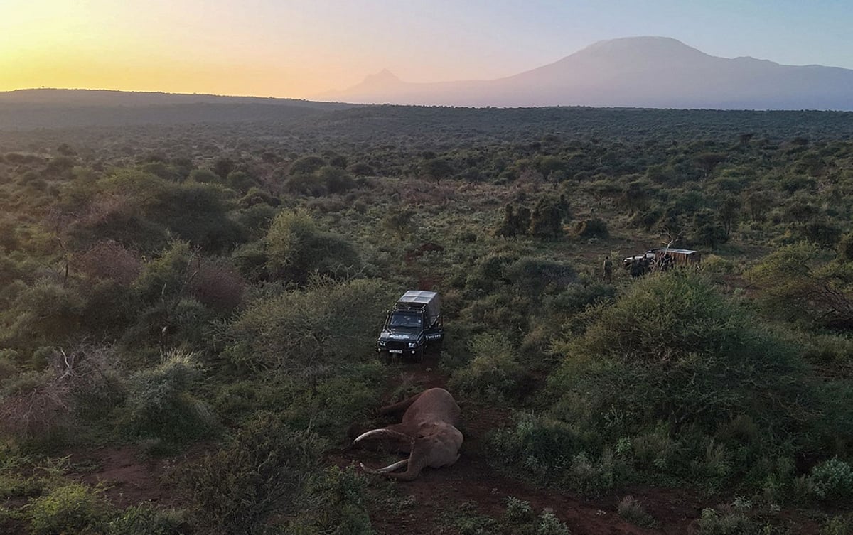 The Impact of His Death on Elephant Conservation in Africa