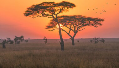 Livestock Surge and Climate Stress