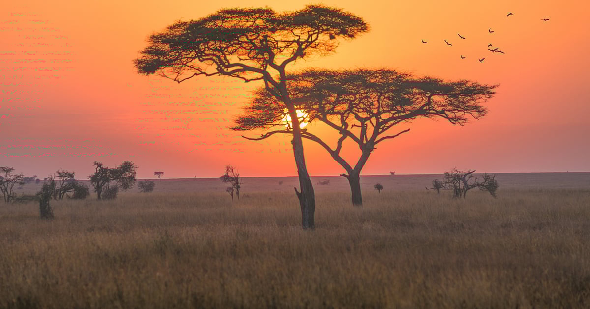 Livestock Surge and Climate Stress