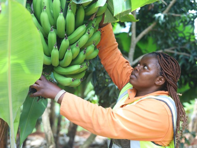 Rudo Munguma looks at a bunch of green bananas growing on a tree. 