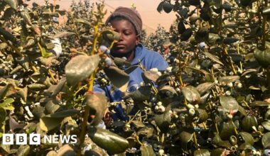 Zimbabwe's blueberries to get zero-tariff access to Chinese market
