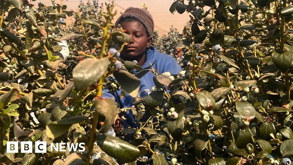 Zimbabwe's blueberries to get zero-tariff access to Chinese market