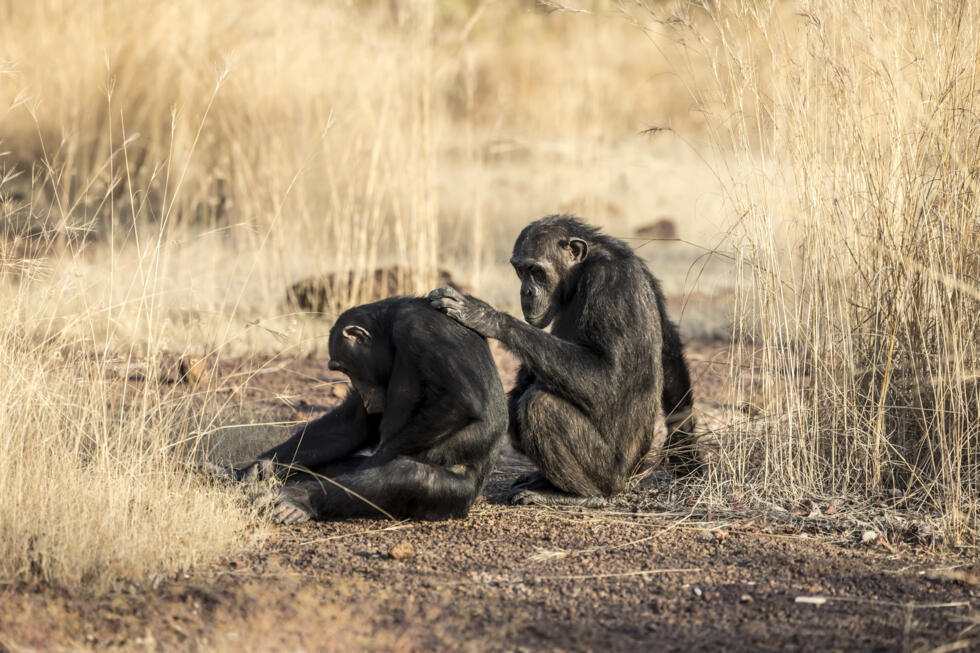 Des chimpanzés d'Afrique de l'Ouest dans la savane de Fongoli, dans la région de Kédougou, le 10 décembre 2025 au Sénégal