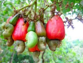 Kenya Targets Cashew Revival Amid Processing Overcapacity