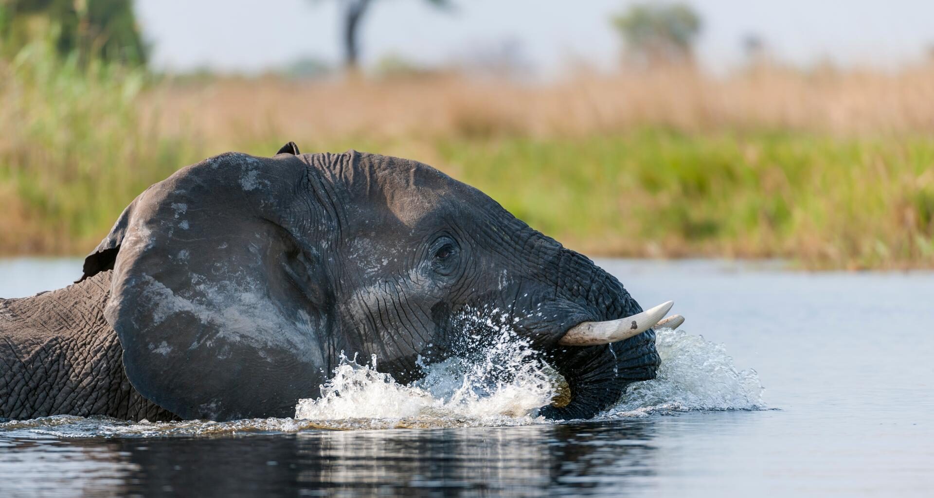 Une grande réserve animale d'Afrique frappée par un déluge sans précédent : les images sont impressionnantes