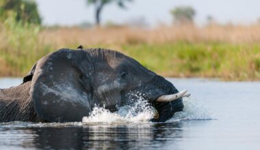 Une grande réserve animale d'Afrique frappée par un déluge sans précédent : les images sont impressionnantes
