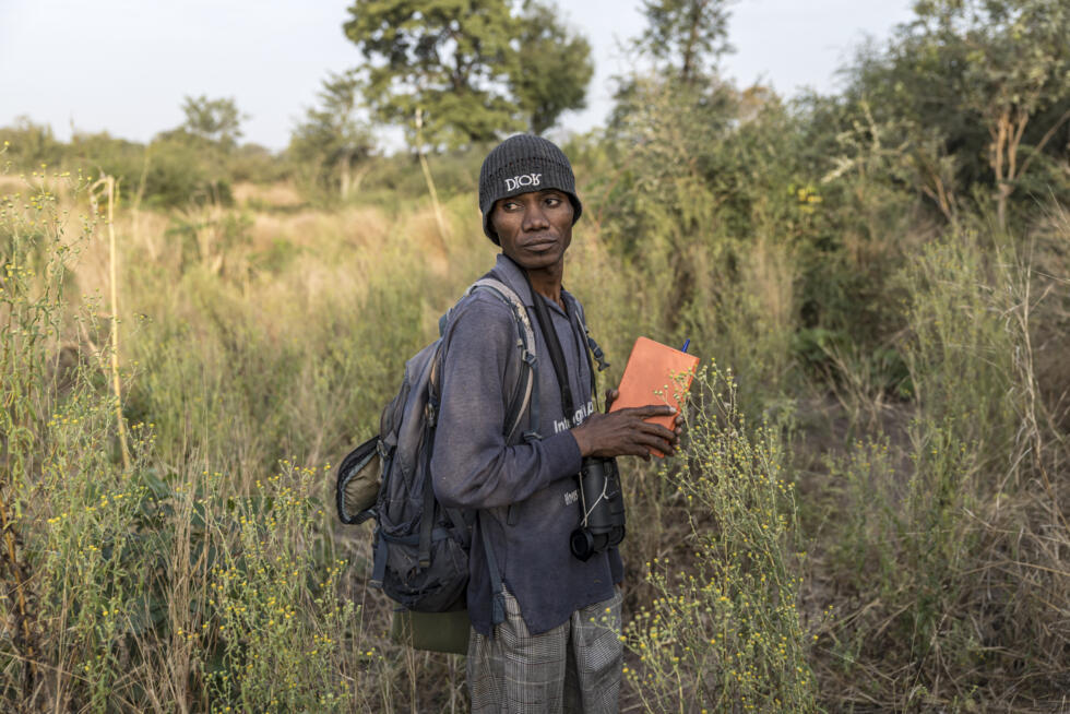 Le chercheur sénégalais Michel Tama Sadiakhou  pendant son travail d'observation d'un groupe de rares chimpanzés d'Afrique de l'Ouest, le 9 décembre 2025 sur le territoire des Fongoli, dans la région de Kédougou, le 10 décembre 2025 au Sénégal