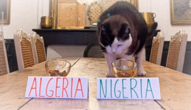 VIDÉO. Ce chat nommé Nimbus affole les réseaux sociaux grâce à ses bons pronostics sur la Coupe d'Afrique des nations