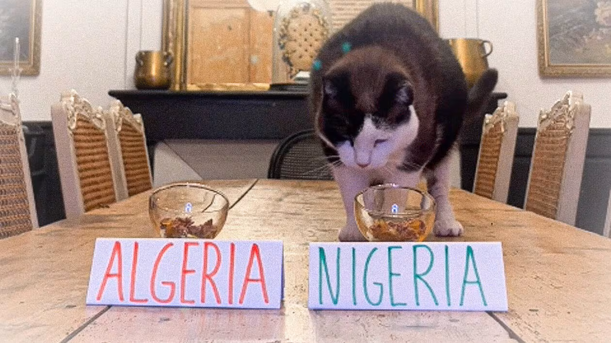 VIDÉO. Ce chat nommé Nimbus affole les réseaux sociaux grâce à ses bons pronostics sur la Coupe d'Afrique des nations