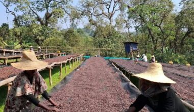 Jimma Coffee Productivity Surge Draws Growing Tourism Interest - ENA English