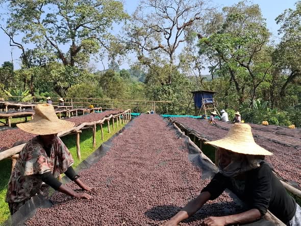 Jimma Coffee Productivity Surge Draws Growing Tourism Interest - ENA English