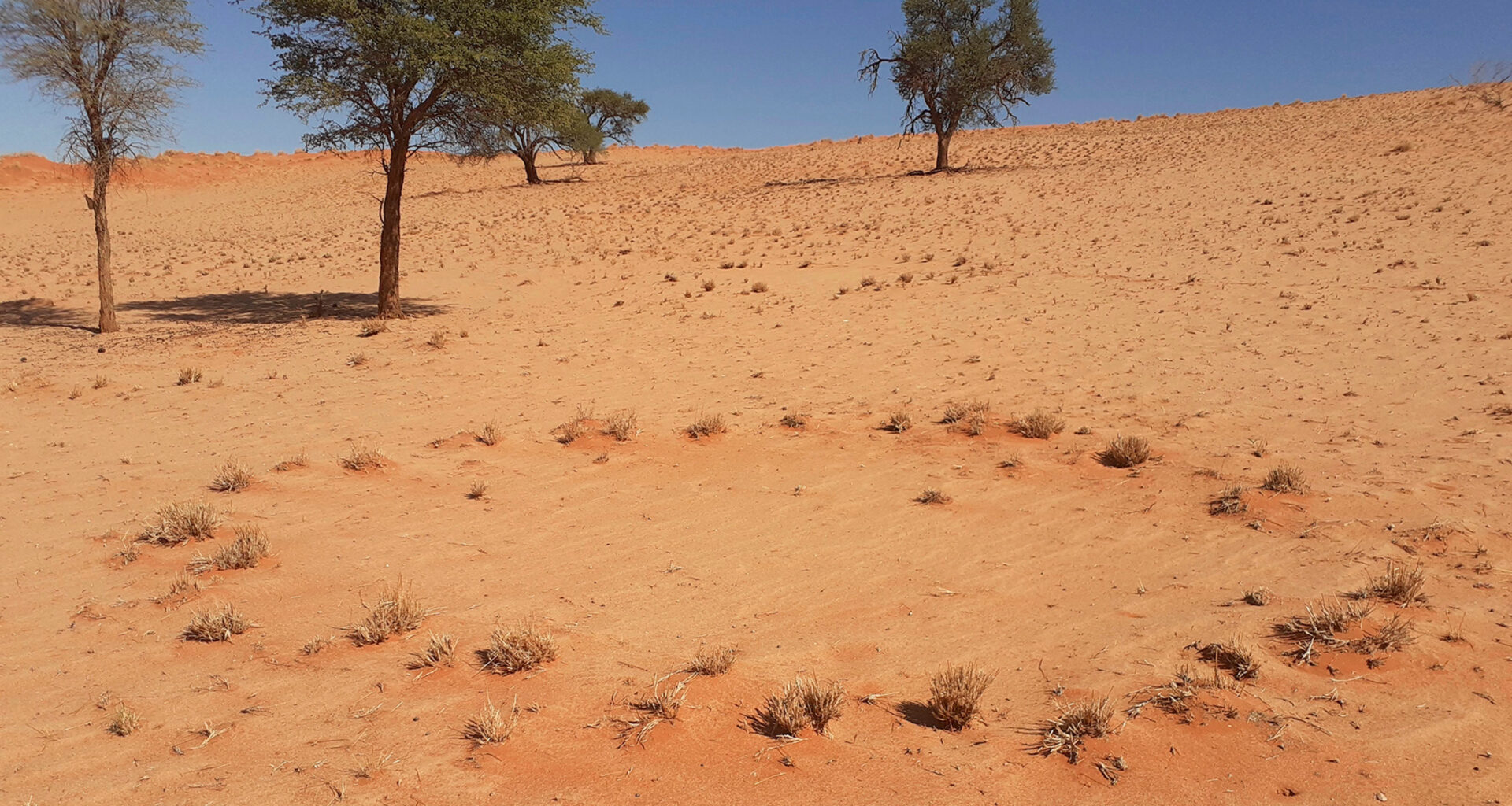 What’s Really Happening Beneath Namibia’s Fairy Circles? - news