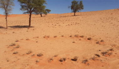 What’s Really Happening Beneath Namibia’s Fairy Circles? - news