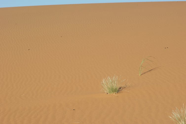 Clump of grass on sand dune