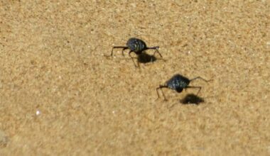 how scientists solved the puzzle of this unique and speedy species