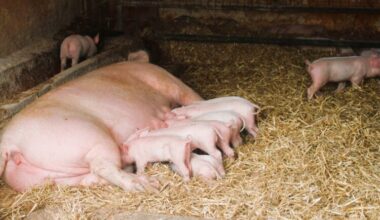 South Africa Pig Industry probes foot and mouth disease outbreaks - Swine news