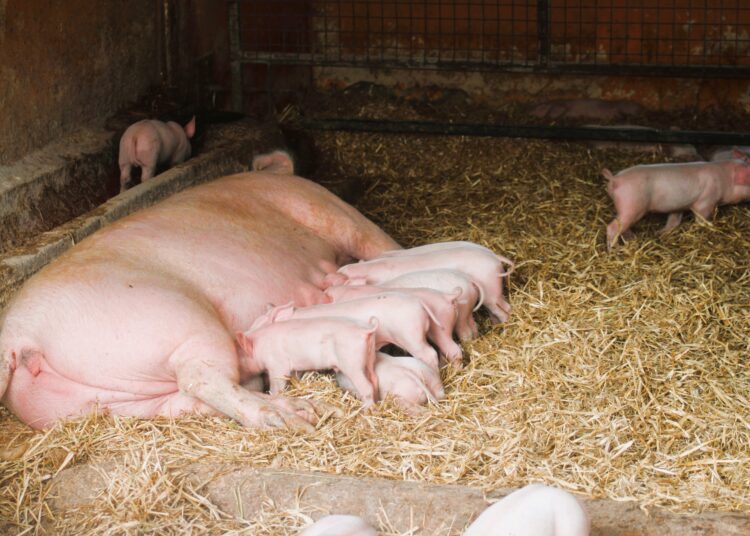 South Africa Pig Industry probes foot and mouth disease outbreaks - Swine news