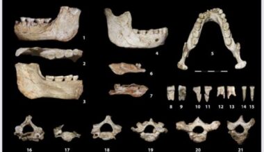 Maroc: des fossiles humains découverts à Casablanca apportent un éclairage inédit sur une période clé de l'évolution humaine