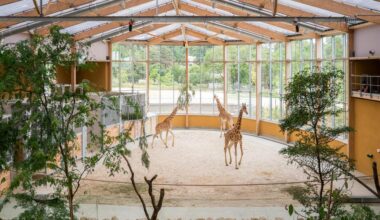 "Horizon Afrique" immersion au zoo de Mulhouse