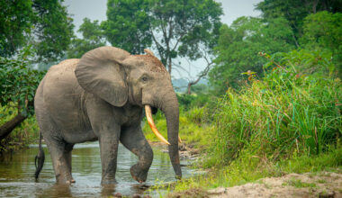 Pachyderm Pharmacies - bioGraphic