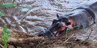 Hippo snaring tragedy MAIN1
