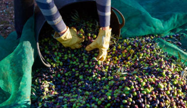 Des chercheurs européens dévoilent au Maroc et Méditerranée une méthode analytique inédite pour la détection du glyphosate dans les sols oléicoles