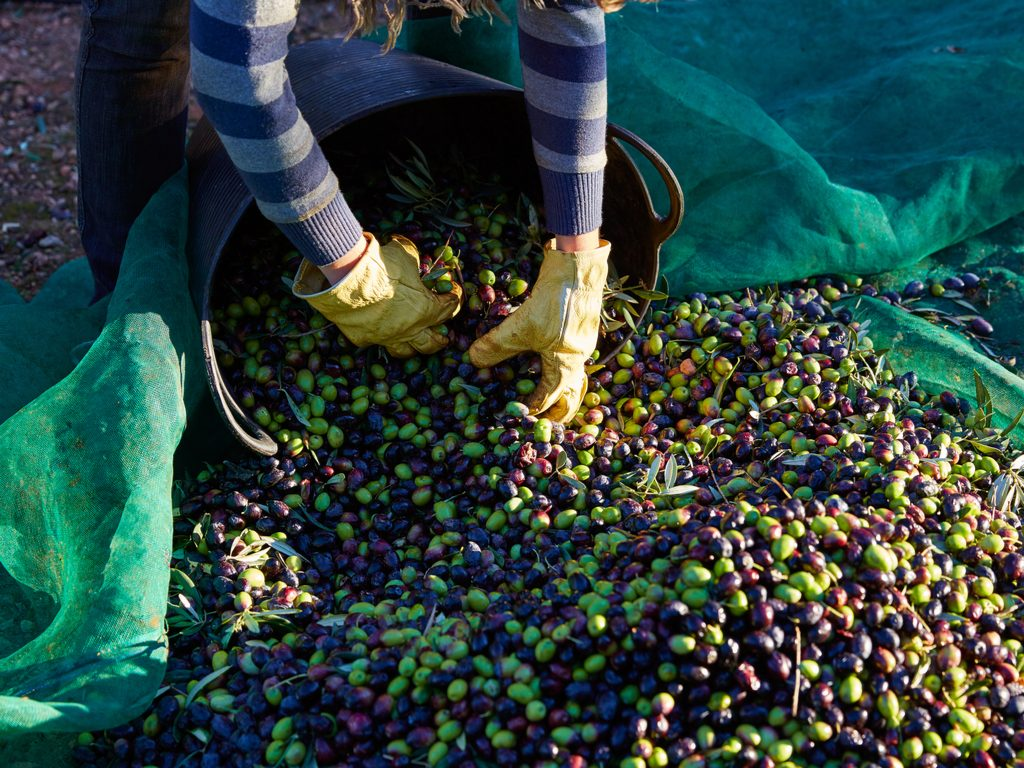 Des chercheurs européens dévoilent au Maroc et Méditerranée une méthode analytique inédite pour la détection du glyphosate dans les sols oléicoles