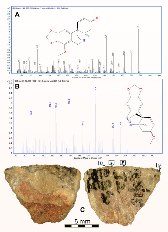 The 60,000-year-old backed microlith from Umhlatuzana Rock Shelter in KwaZulu-Natal, South Africa: (A) buphanidrine and (B) epibuphanisine detected in a sample from the microlith; (C) the microlith showing the reddish poisonous adhesive residue still adhering to the dorsal backed portion of the tool. Image credit: Isaksson et al., doi: 10.1126/sciadv.adz3281.