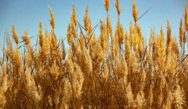 South Africa Issues First Verra CCB-Labeled Grassland Carbon Credits Globally